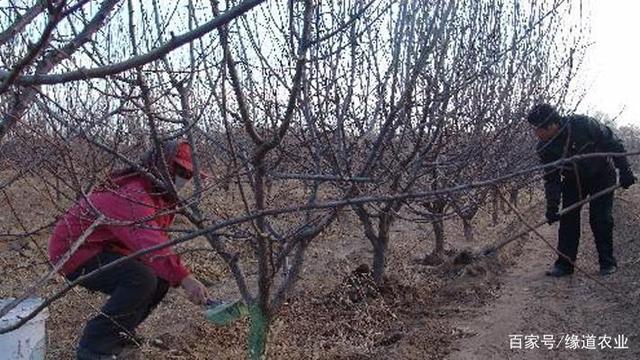 果树施肥管理(果树施肥怎样挖坑)