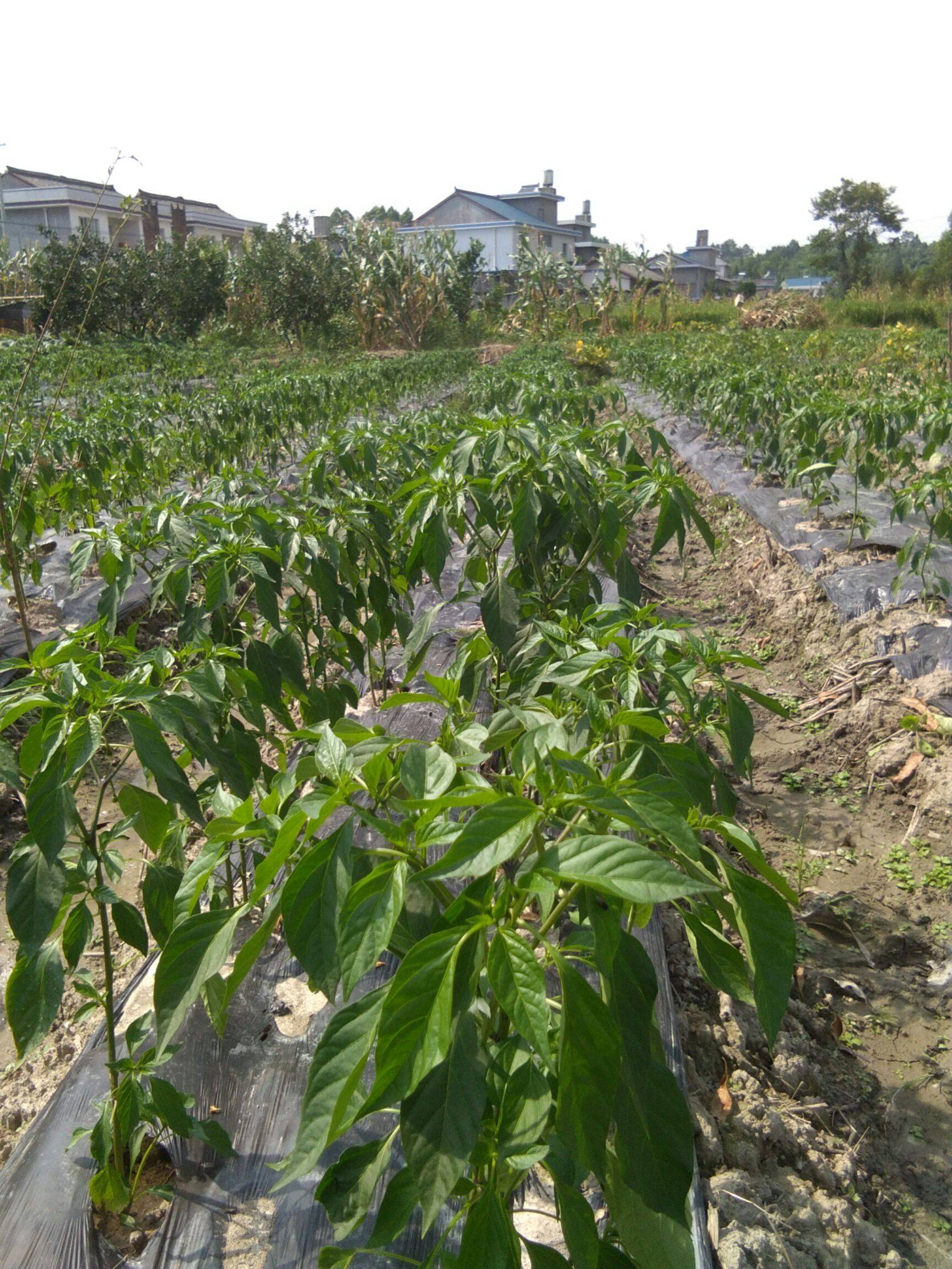 辣椒露地栽培技术要点(农广天地大棚辣椒的栽培技术)