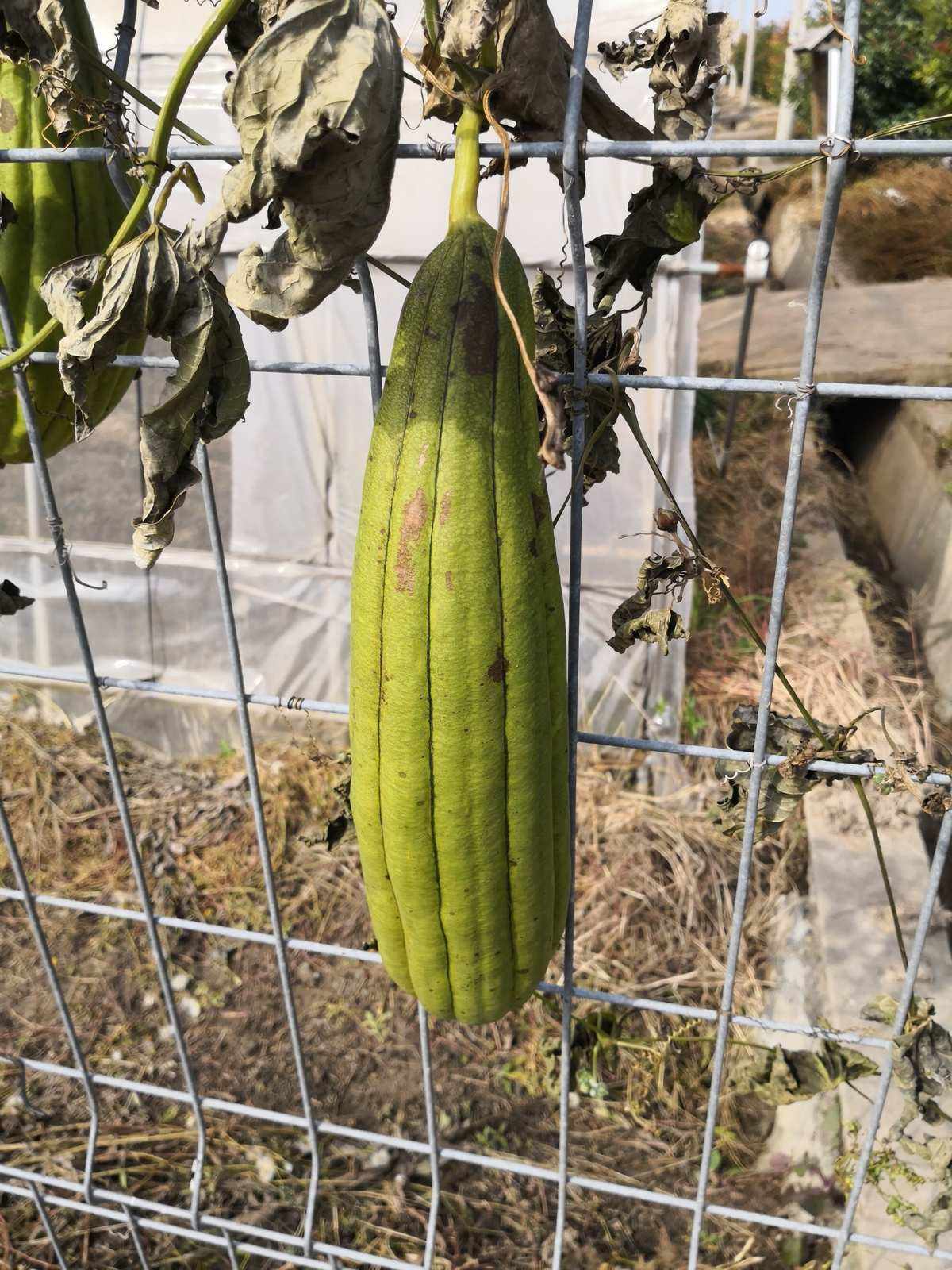 大棚丝瓜种植时间(大棚种丝瓜什么时间种)