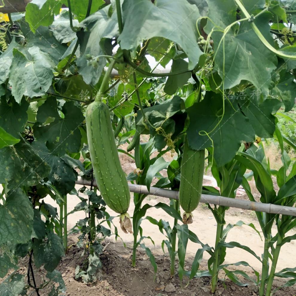 大棚丝瓜种植时间(大棚种丝瓜什么时间种)