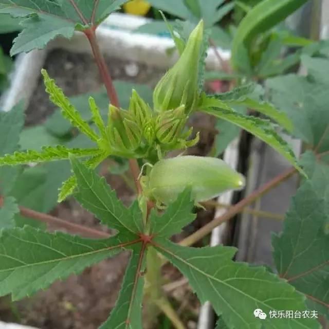 秋葵开花结果时施肥方法(秋葵开花结果是否需要授粉)