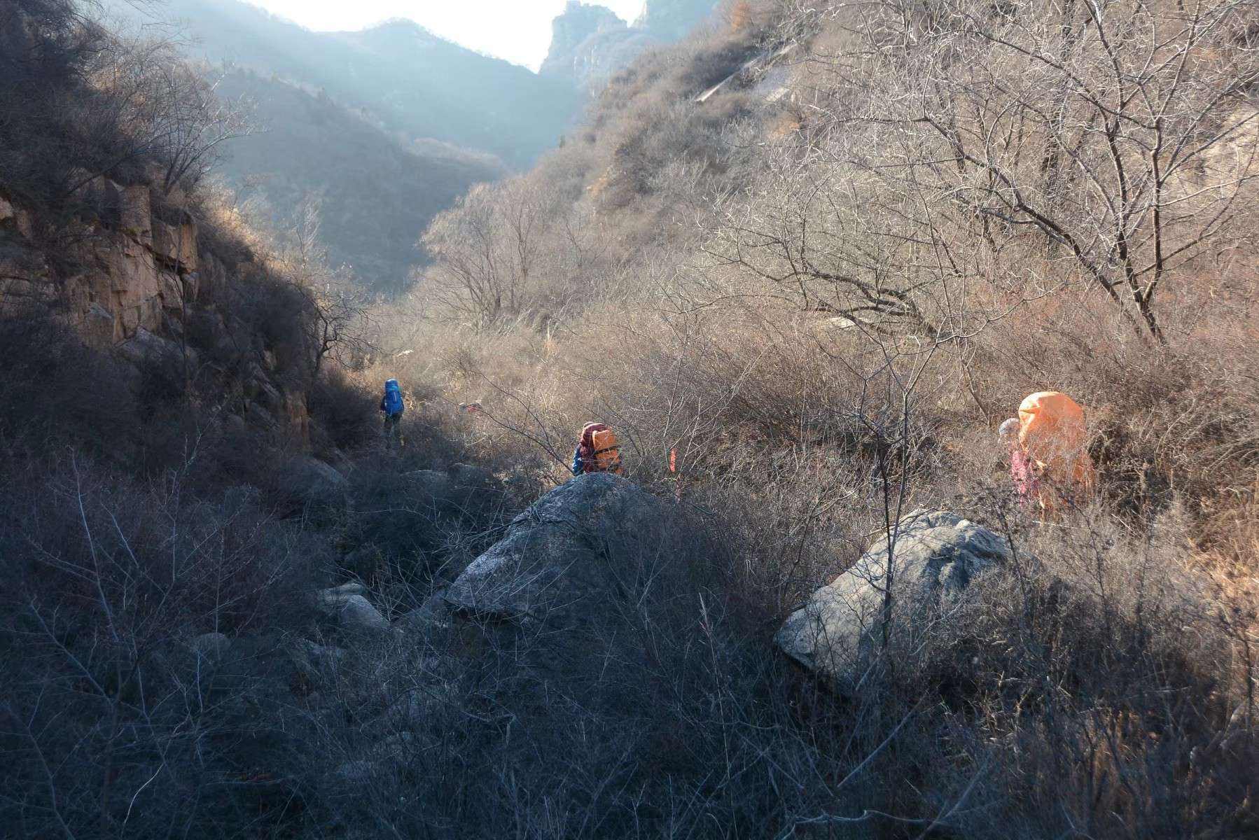 铁笊篱草(铁笊篱草药图片抗癌)