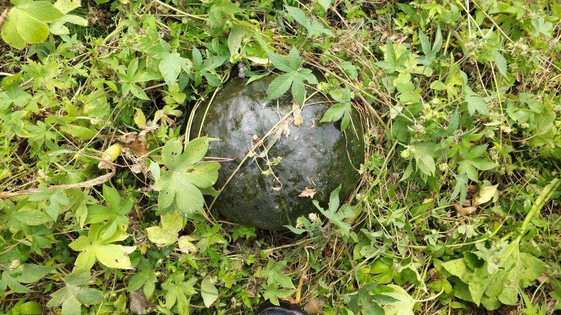 铁笊篱草(铁笊篱草药图片抗癌)