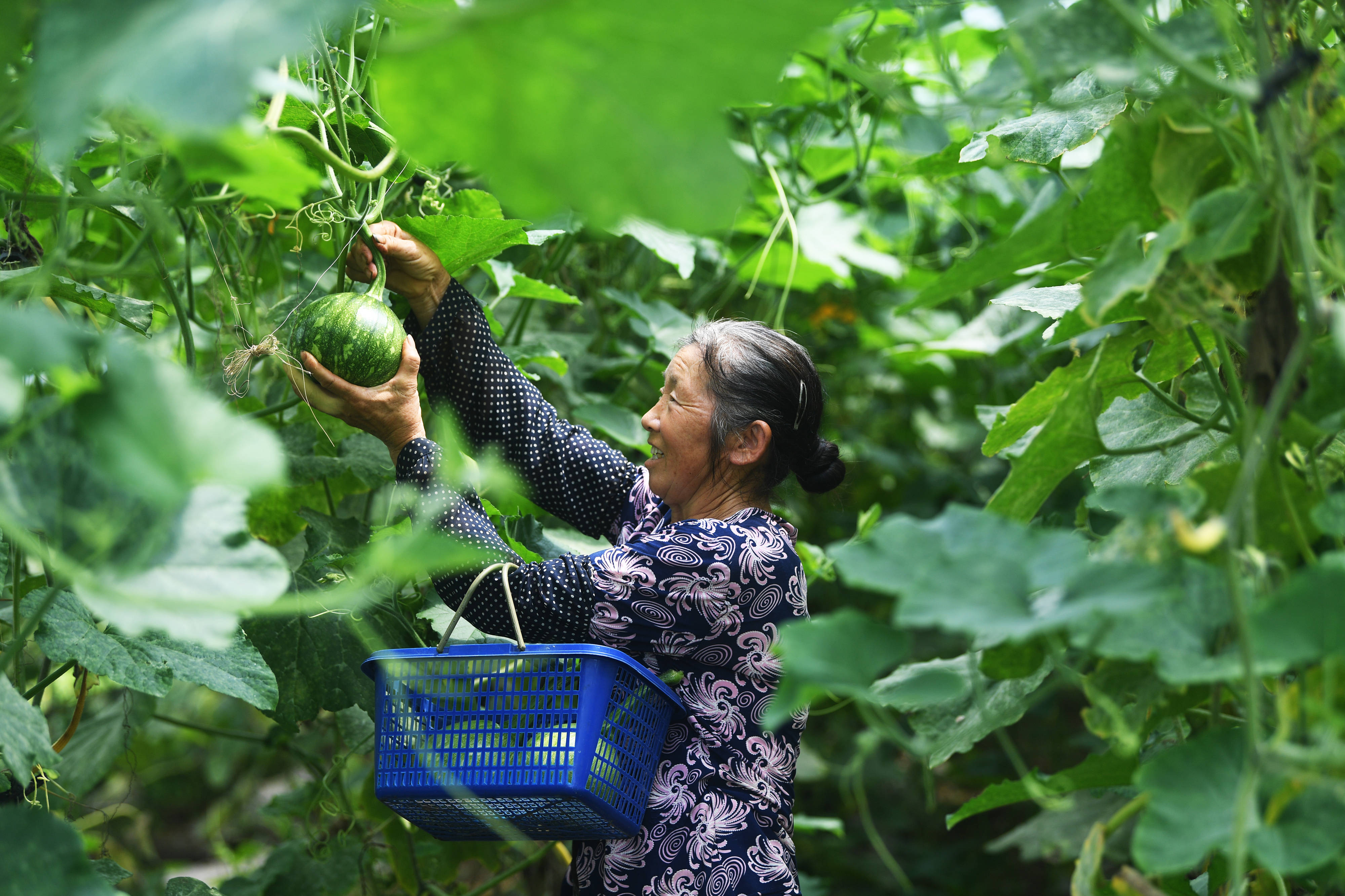 6月应该种什么菜(6月种什么菜最合适)