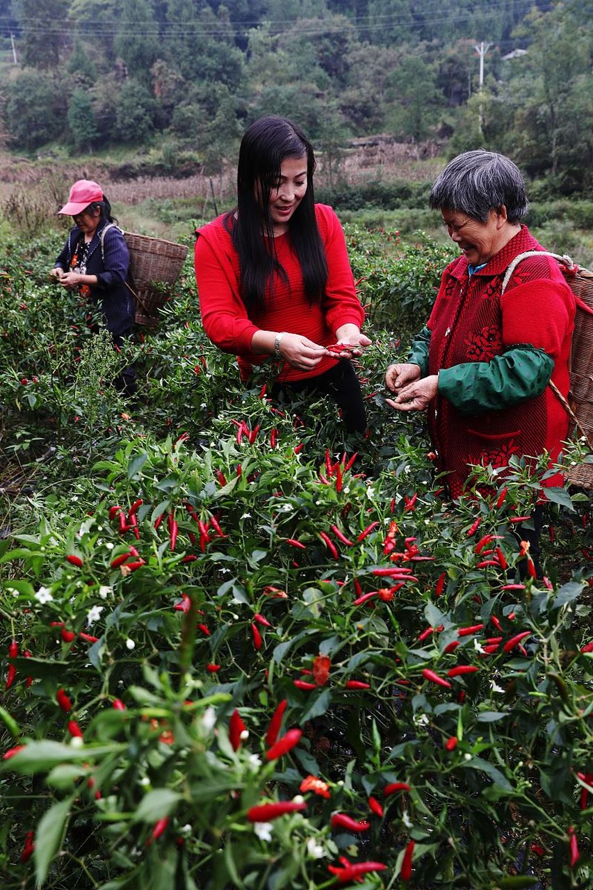 种植辣椒施什么肥料(种辣椒用什么肥料最好)