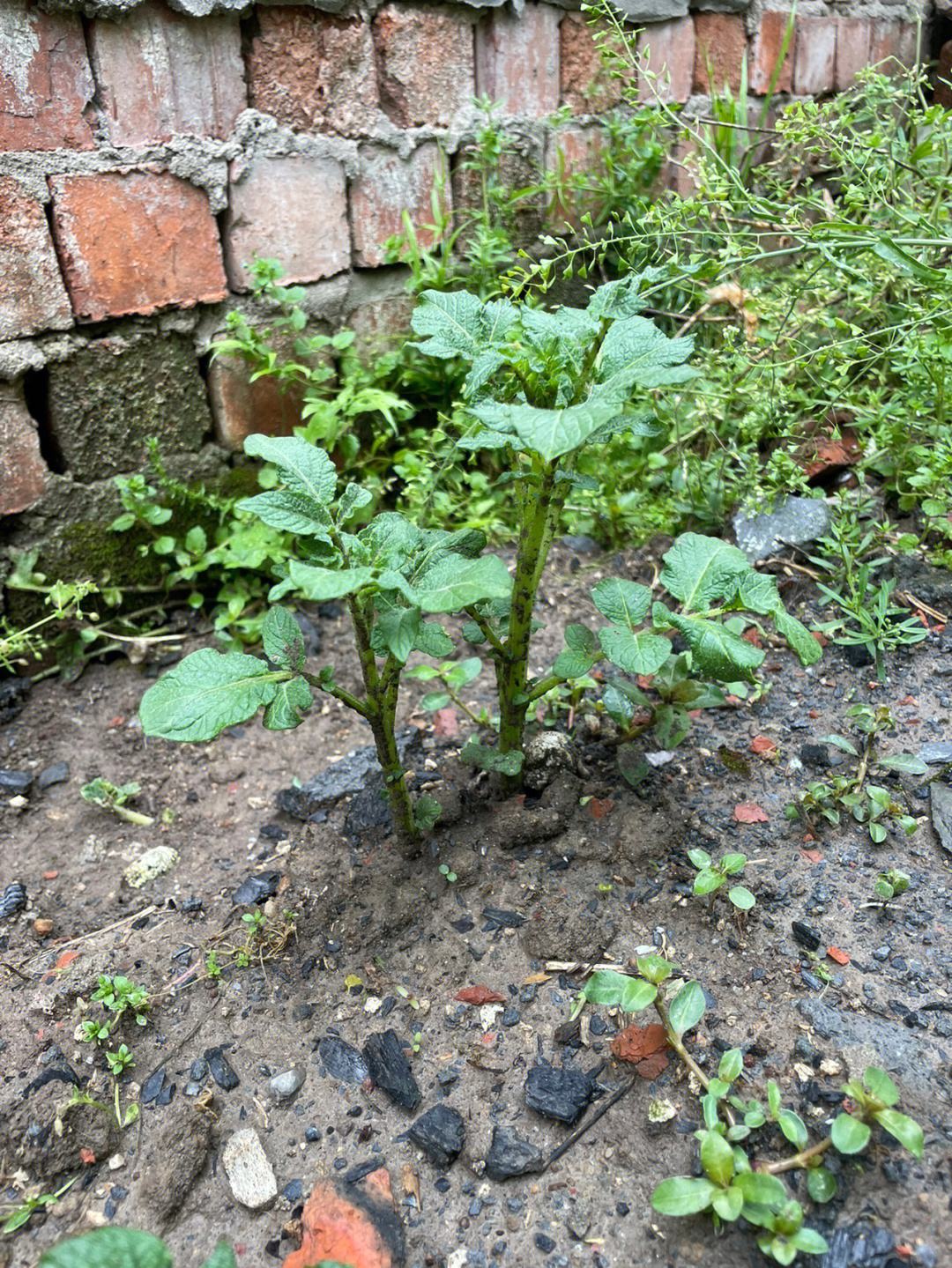 海南土豆种植时间(海南什么时候种土豆)