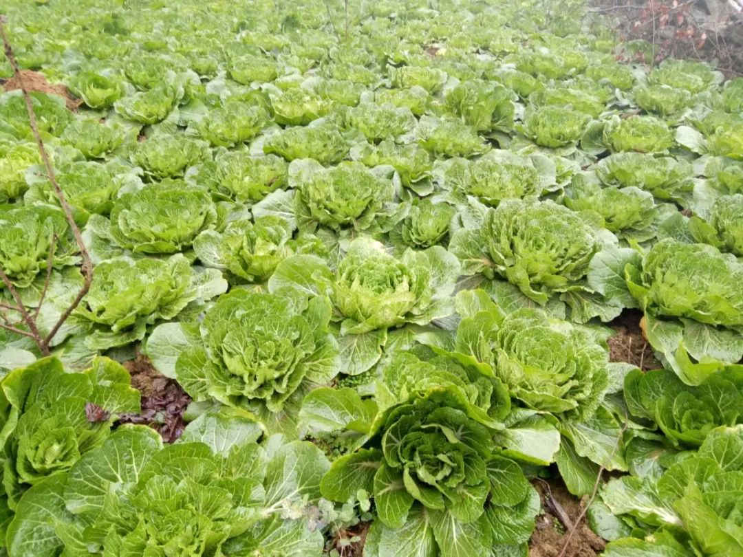 白菜高效种植技术(白菜高效种植技术要点)