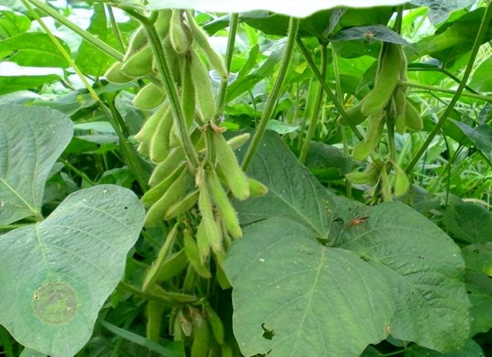 大豆播种前用晒种子吗(大豆播种前用晒种子吗为什么)