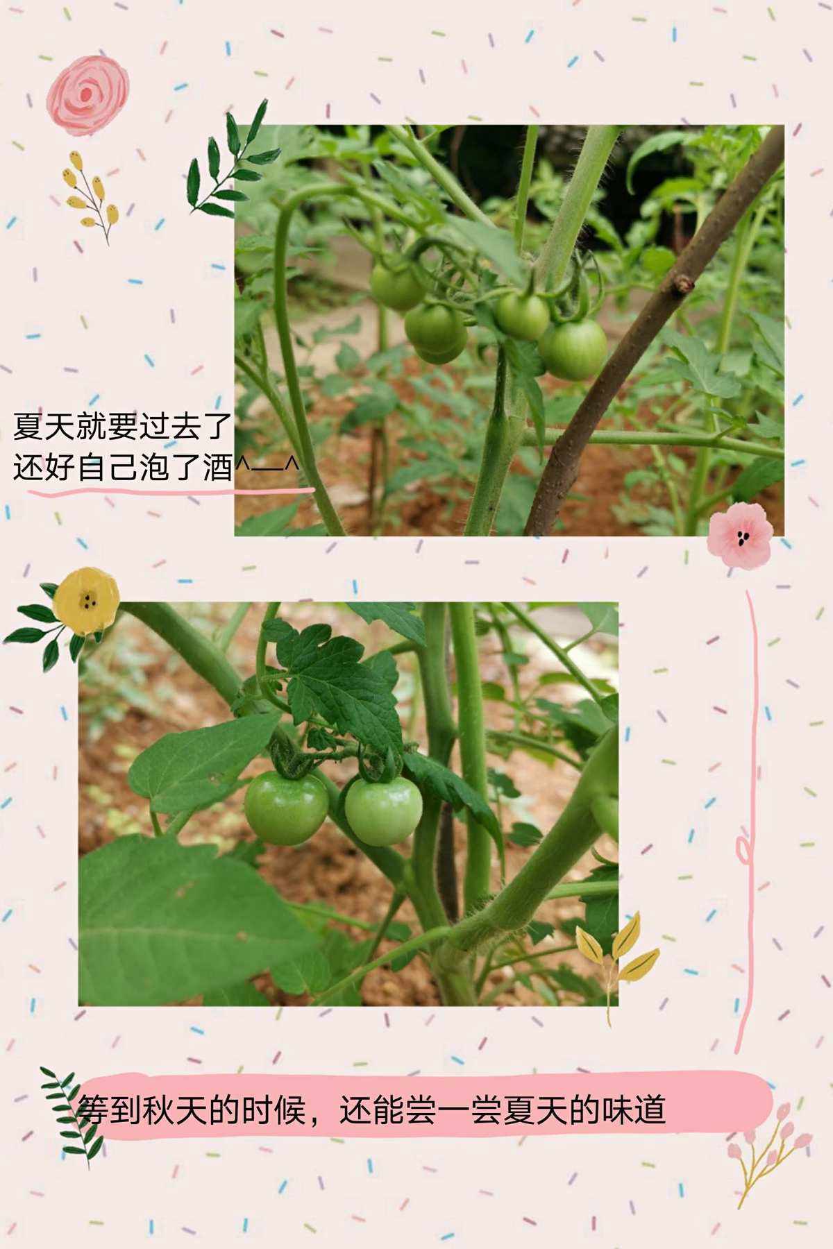 番茄家庭种植方法(番茄的种植过程记录)
