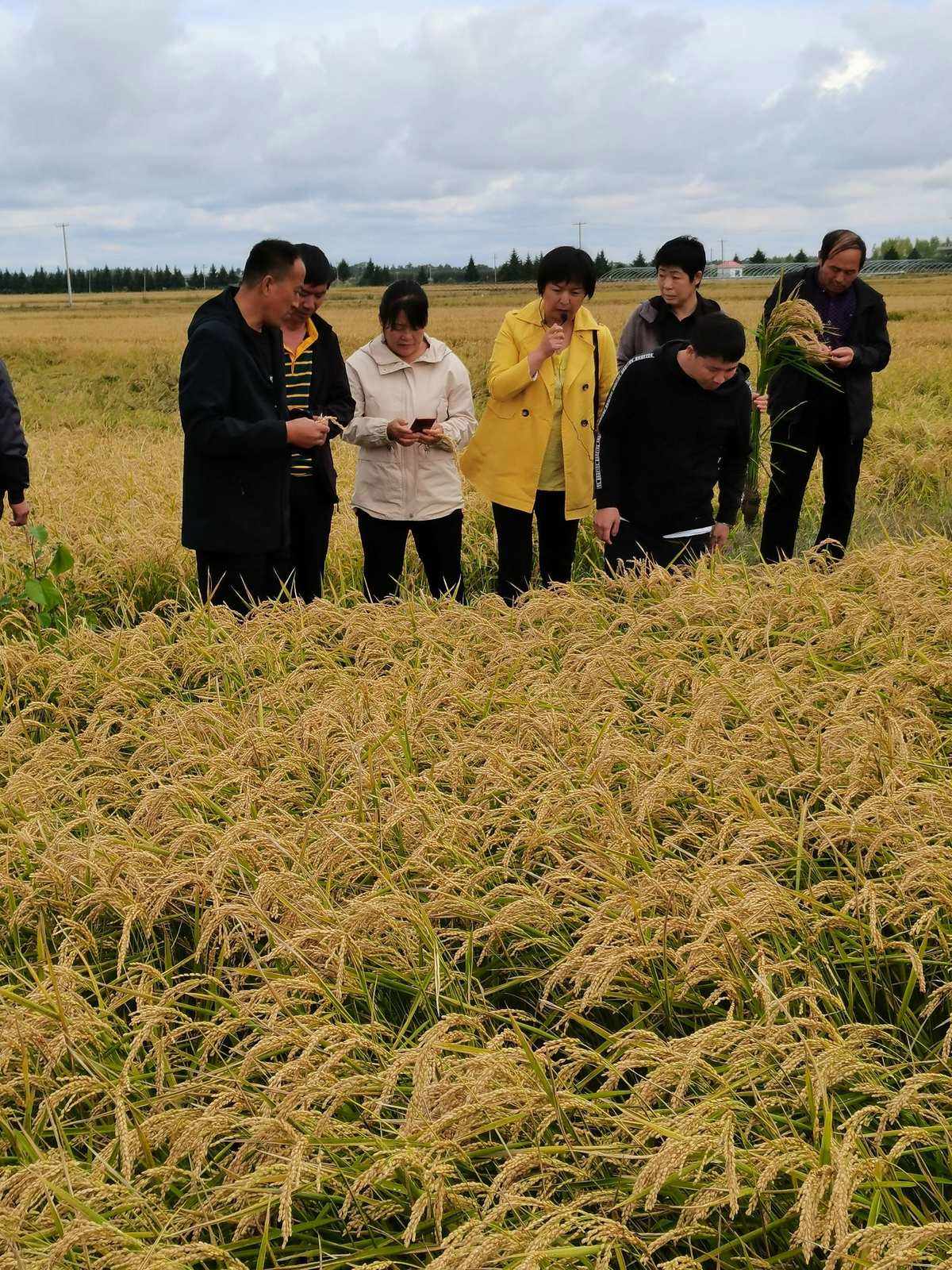 农业种植水稻技术(农业水稻种植技术指导)