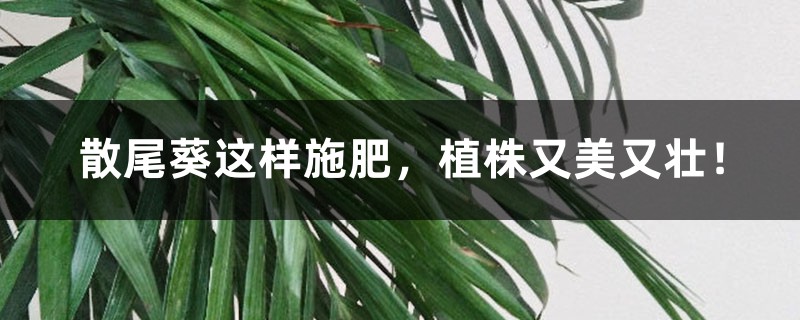 散尾葵施肥(散尾葵施肥过多怎样处理)