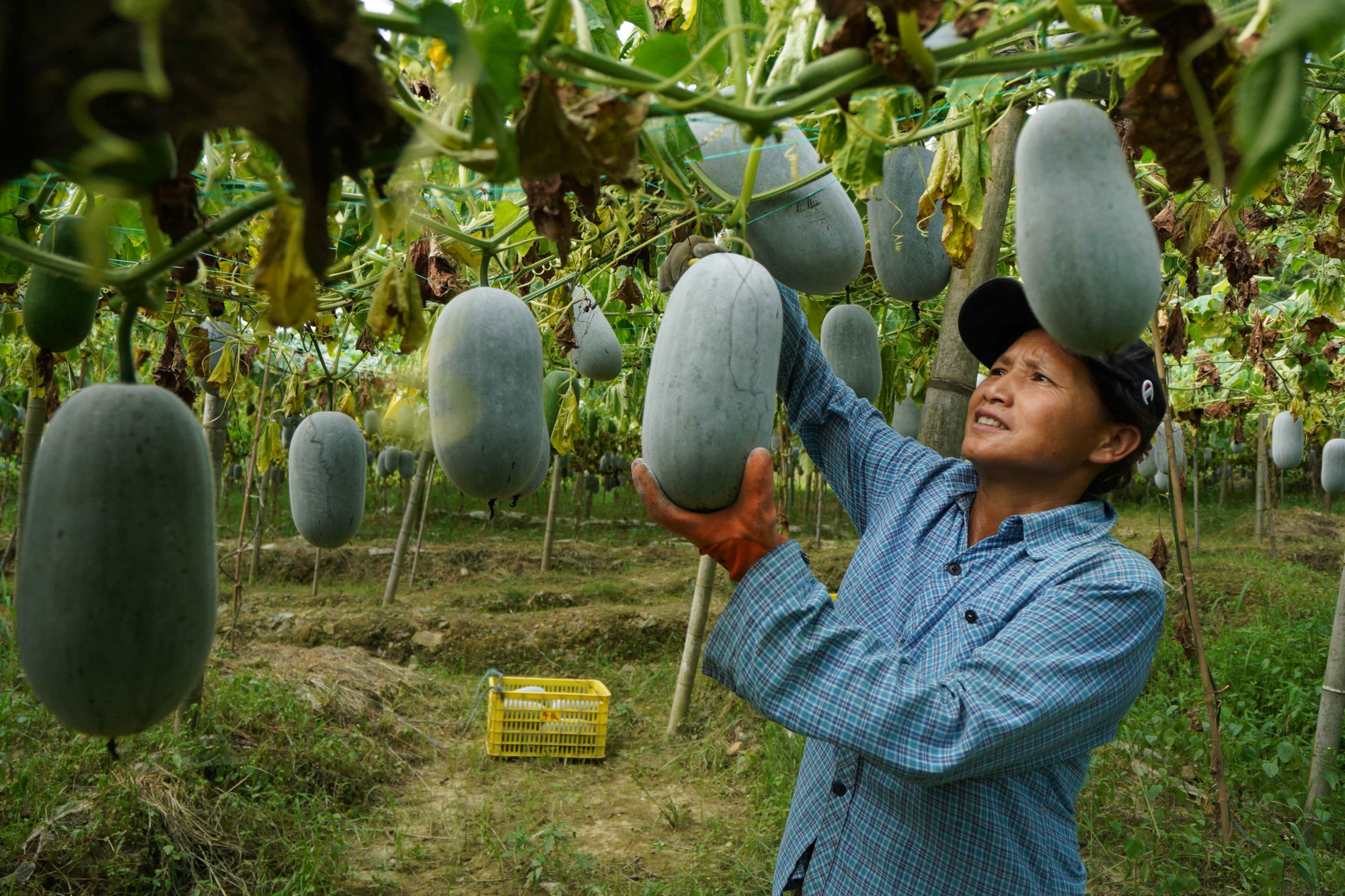 冬瓜栽植技术(冬瓜栽植技术视频)