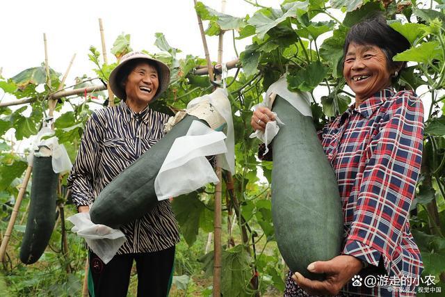 冬瓜栽植技术(冬瓜栽植技术视频)