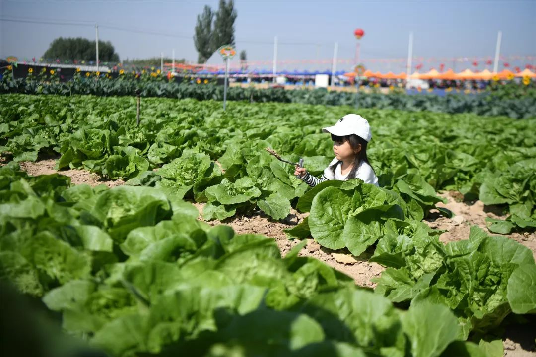 附近种植蔬菜的地方(河南什么地方种植蔬菜比较多)