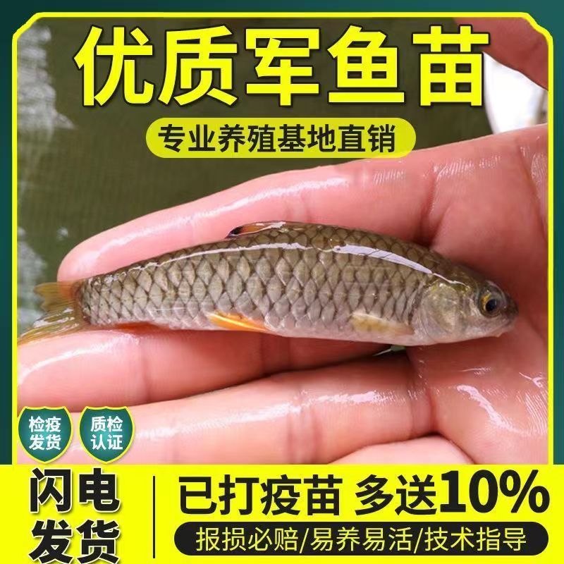 军鱼的养殖技术(军鱼养殖技术条件)
