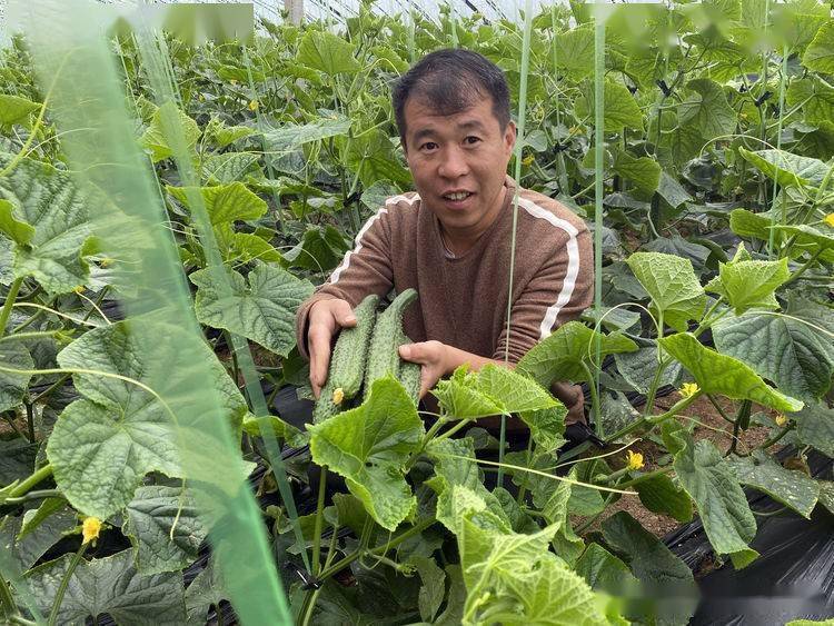 黄瓜种植设备(黄瓜种植管理技术要点)