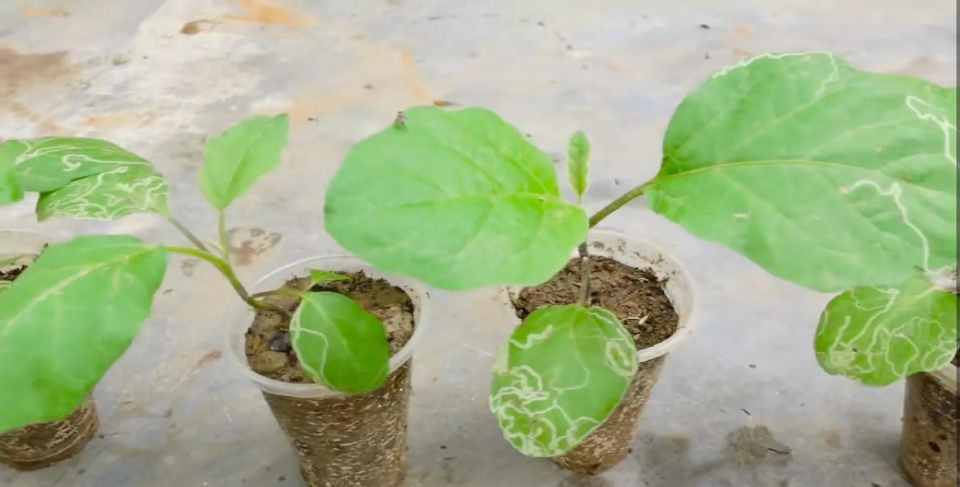 怎样栽茄子(怎样栽茄子成活率才高)