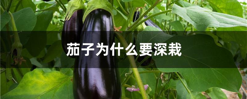 怎样栽茄子(怎样栽茄子成活率才高)