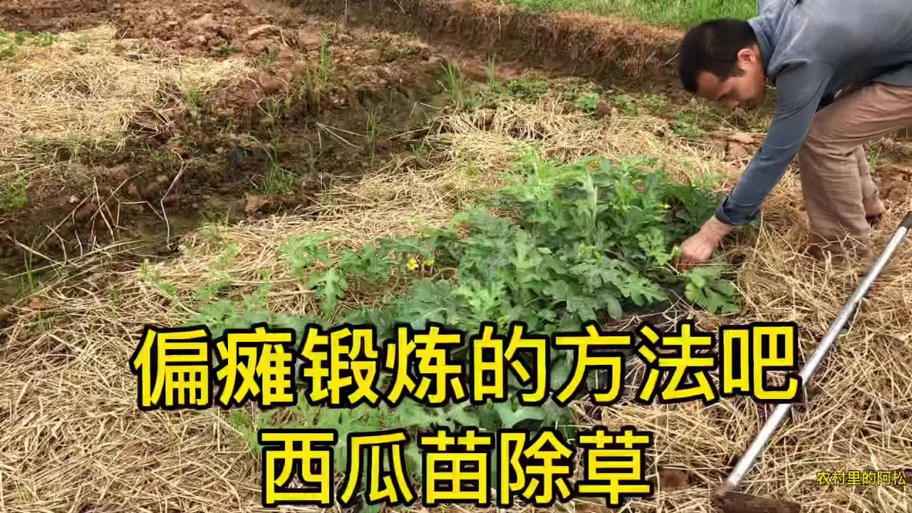 西瓜除草(西瓜除草剂禾阔双杀)