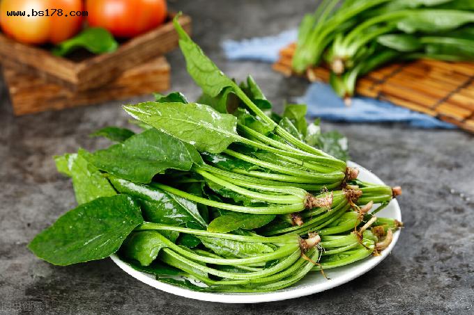 什么节气种菠菜(立秋后多久种秋菠菜好)