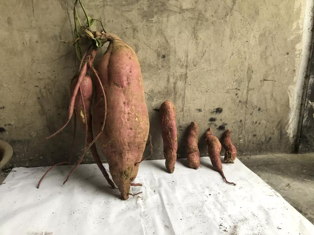 种红薯的时间(栽种红薯的最佳时间)