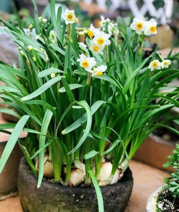 水仙花怎么种植方法(水仙花怎么种植方法土培)