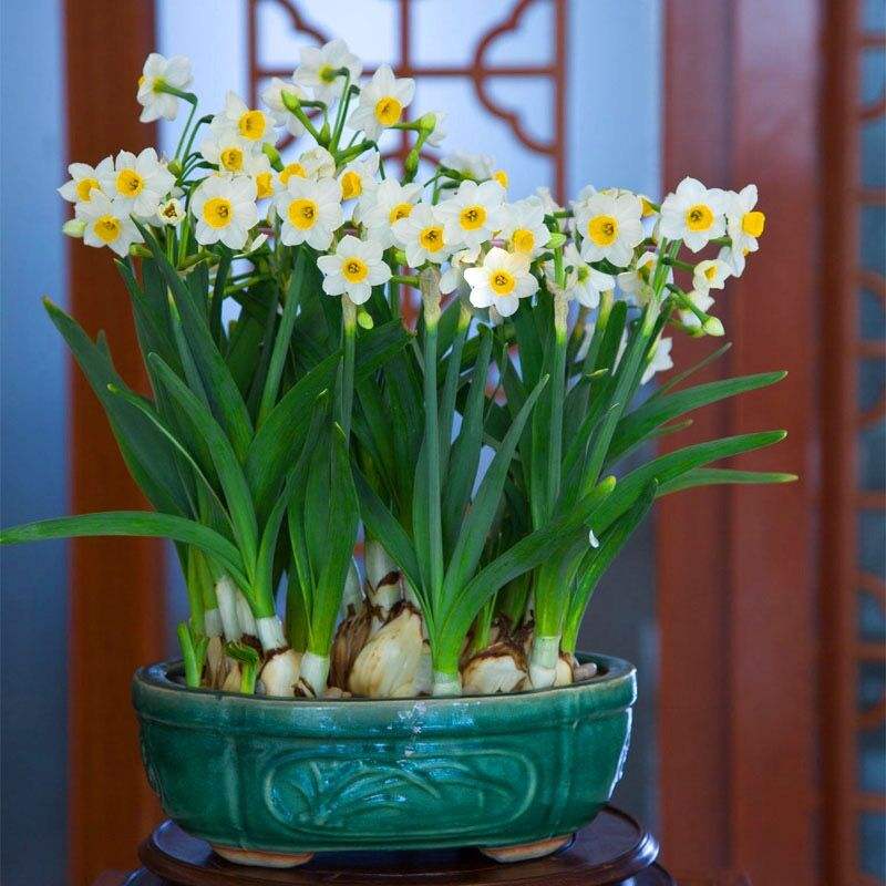 水仙花怎么种植方法(水仙花怎么种植方法土培)