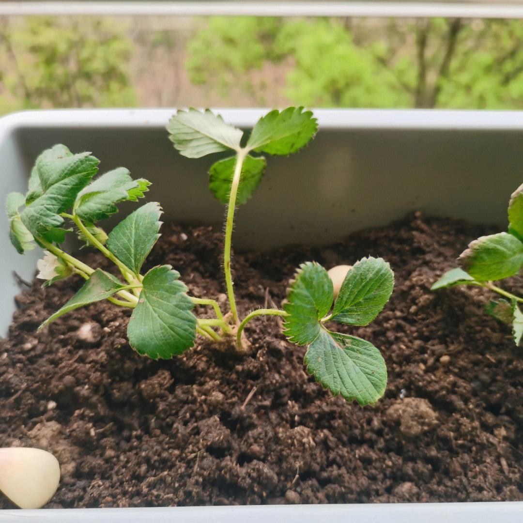 种草莓的种植盆(在盆里怎么种草莓)