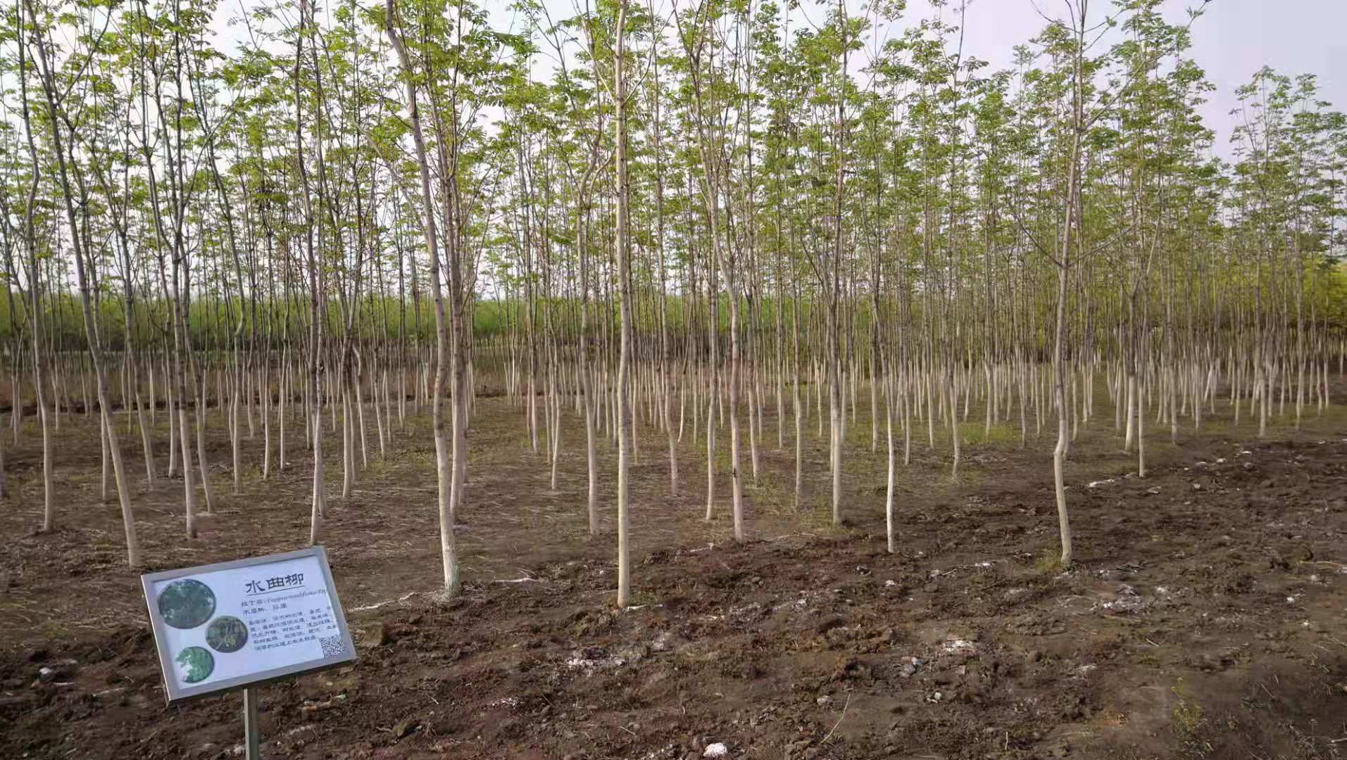 杨树的施肥方法(杨树施肥用什么肥料好)