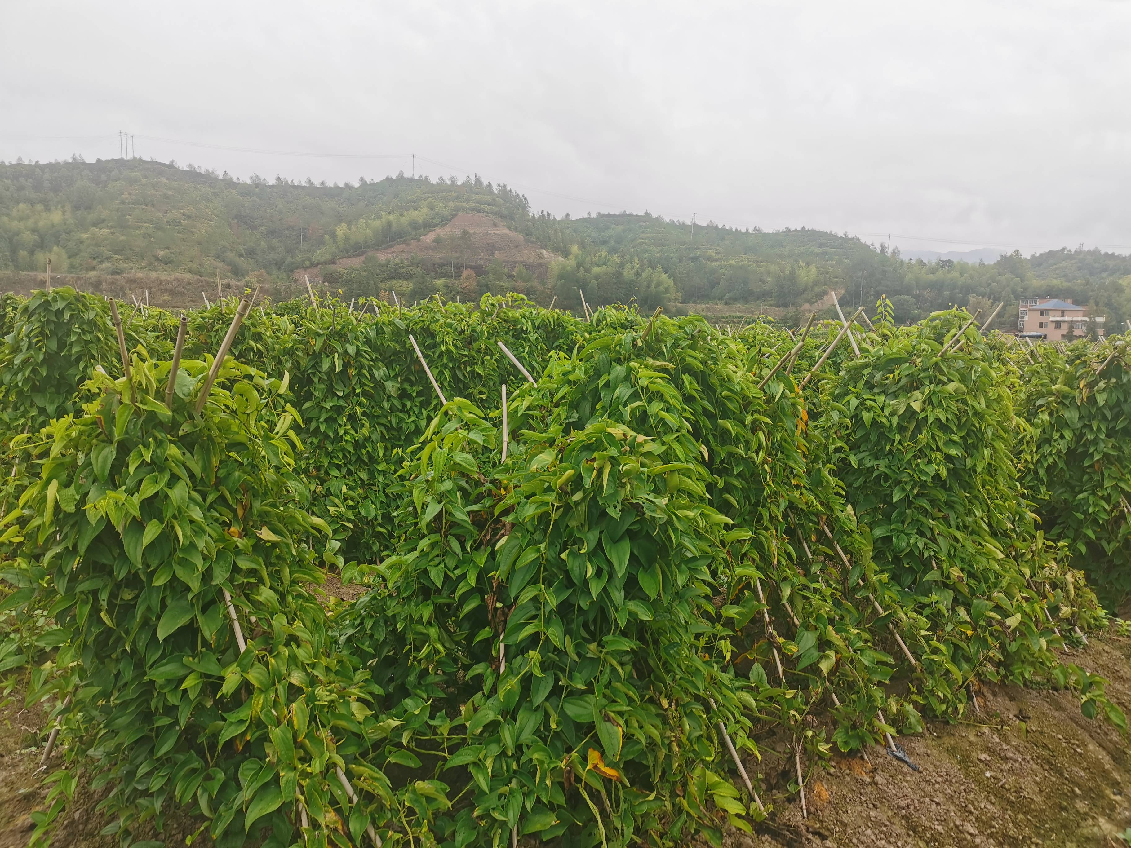 糯米山药种植技术(山药的栽培种植技术视频教程)