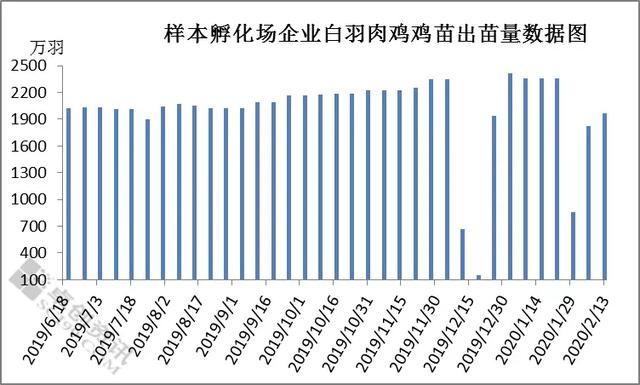 养殖肉鸡盈利(家鸽养殖能赚钱吗)