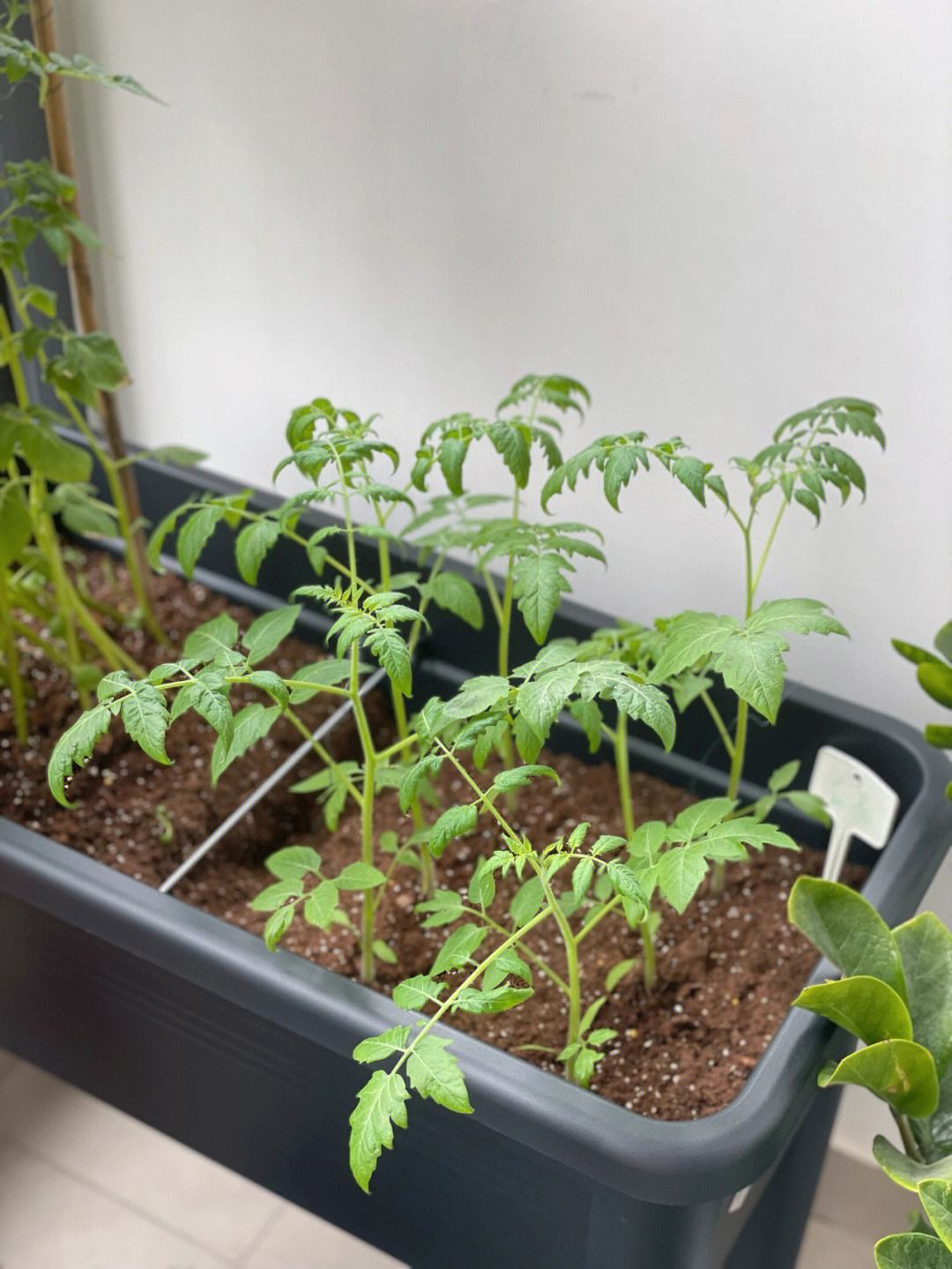 阳台小番茄的种植方法(阳台盆栽番茄多久浇一次水)
