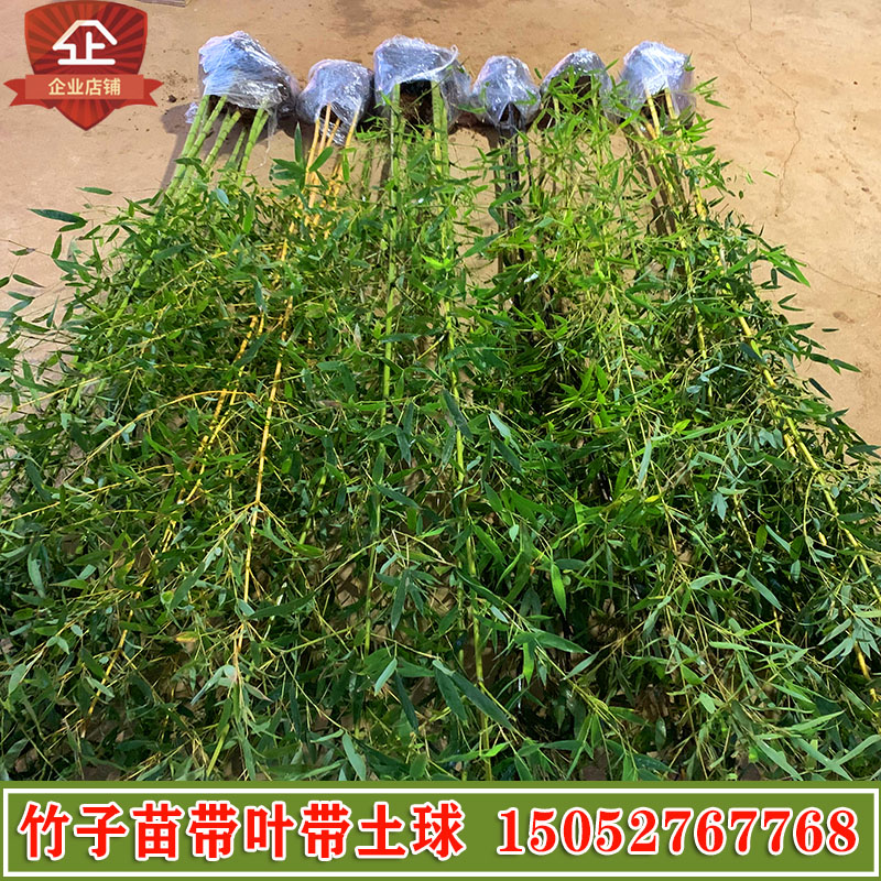 北方竹子种植方法(北方怎样栽竹子能活呢)