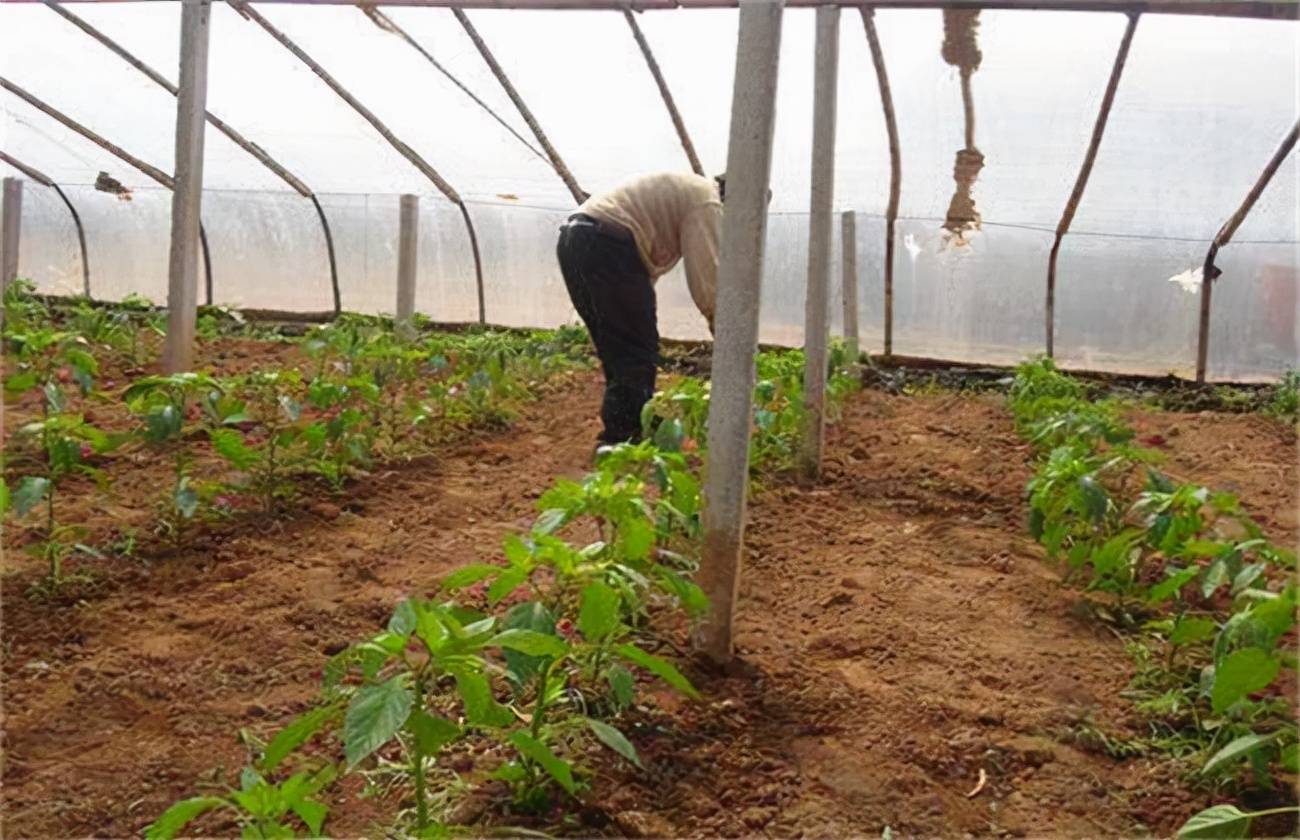 辣椒籽怎么种植(辣椒籽怎么种植方法视频)