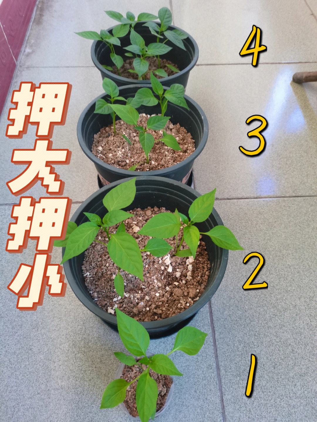 辣椒籽怎么种植(辣椒籽怎么种植方法视频)