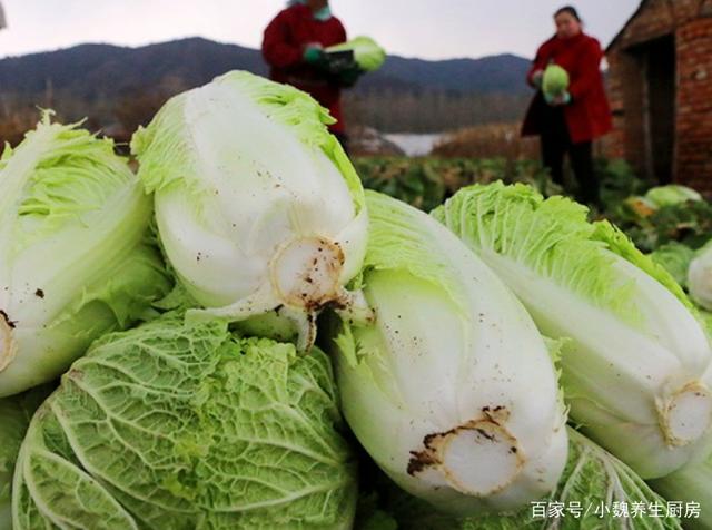白菜发胖吗(白菜会变胖吗)