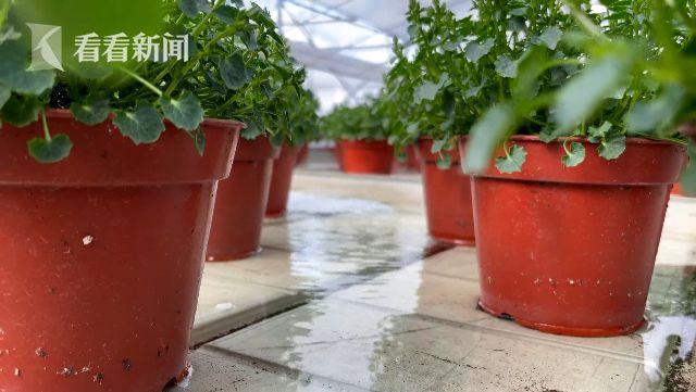 荷兰育苗技术(育苗技术全套视频)
