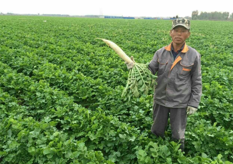 秋季白萝卜的种植技术(秋季白萝卜的种植技术和管理)