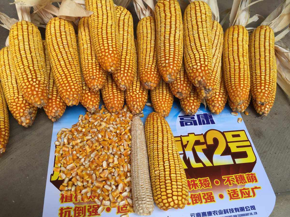 康农883玉米种简介审定(康农玉508玉米种子怎么样)