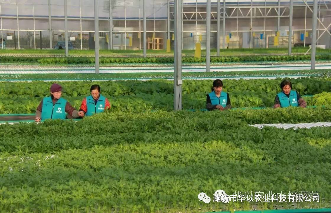 蔬菜种植方法与流程(蔬菜种植方法与流程图片)