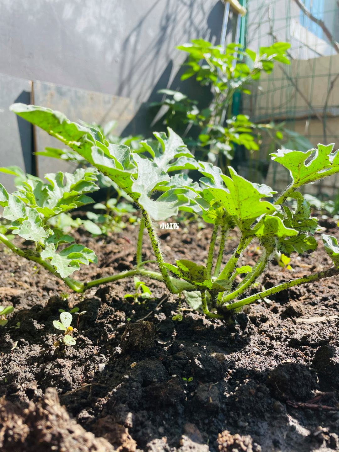 这样种植西瓜(8424西瓜种植方法与时间)