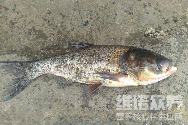 大头鱼养殖技术与注意事项(大头鱼养殖技术与注意事项大全)