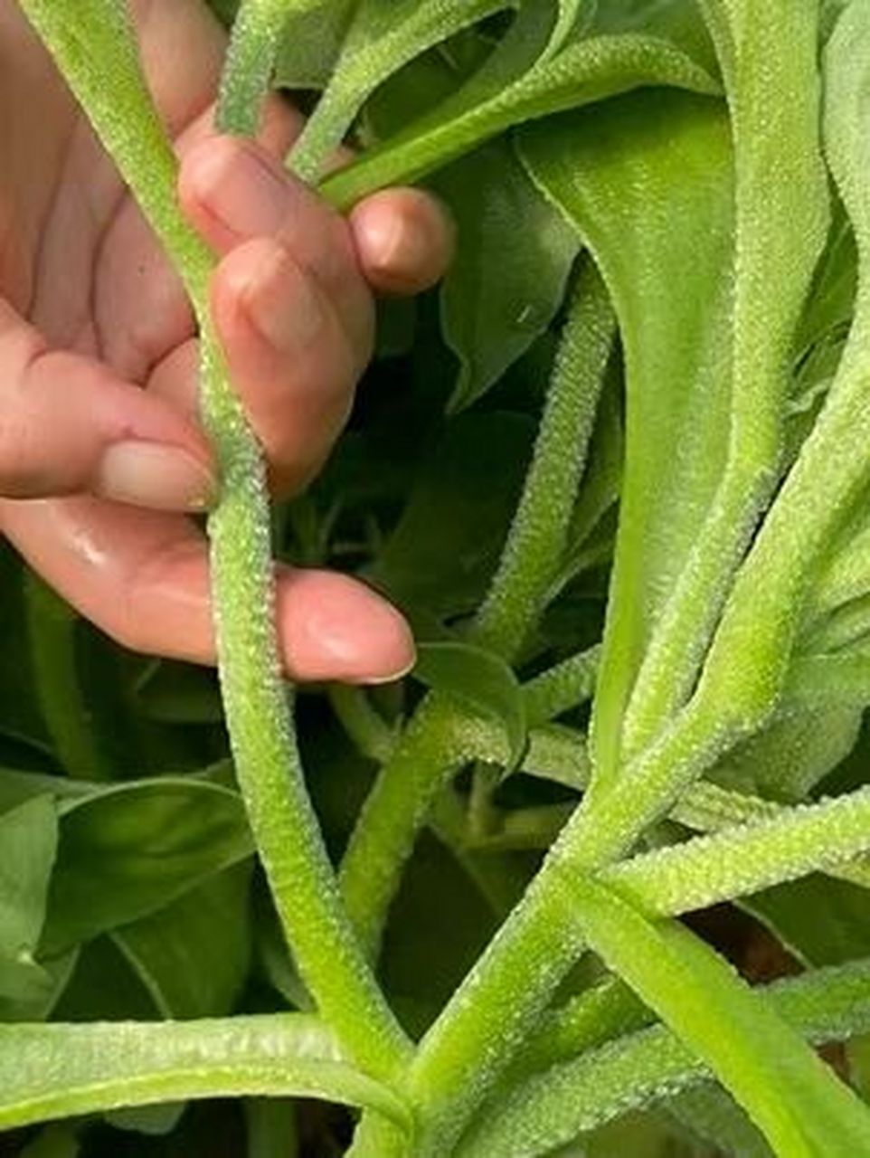 冰菜的种植方法(冰菜的种植方法介绍)