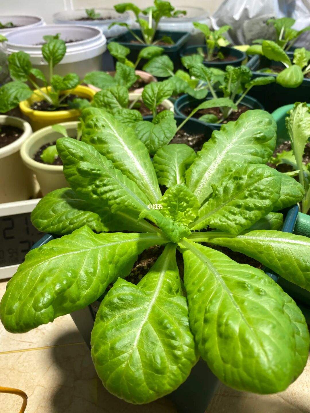 种生菜的方法(种生菜的方法和技术)