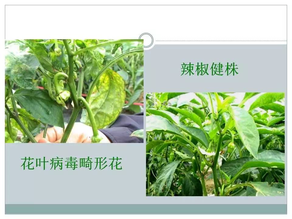 辣椒种植常见病害(辣椒种植常见病害,都在这里了!图文并茂)