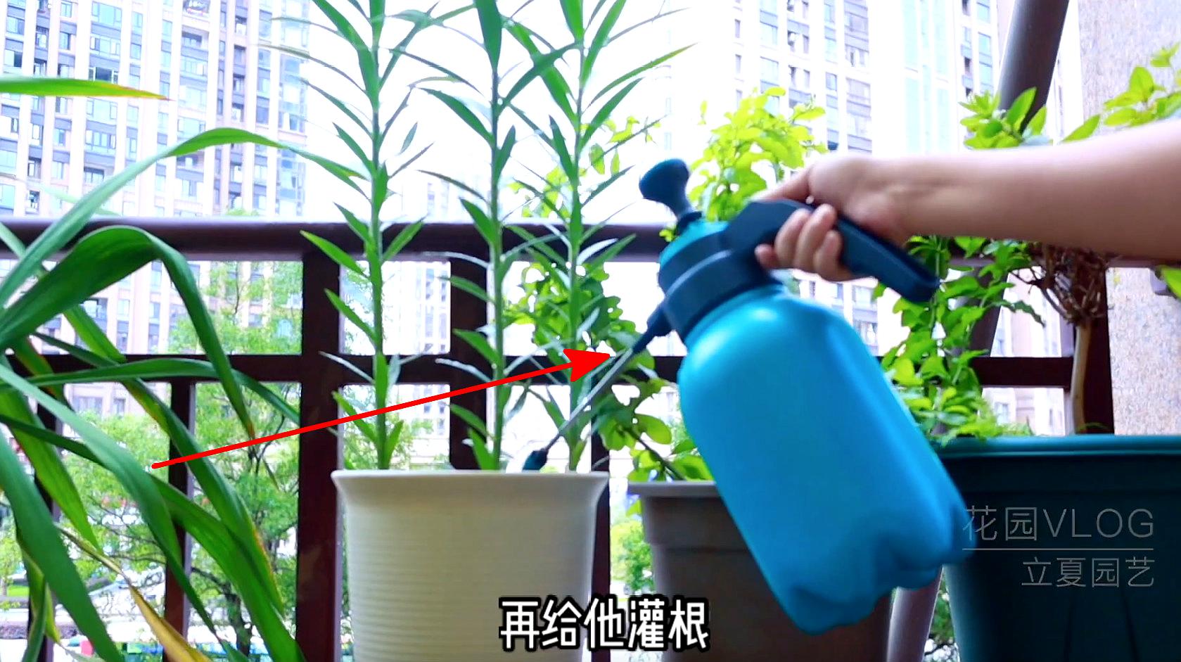 百合花的施肥方法和注意事项(百合花的施肥方法和注意事项视频)