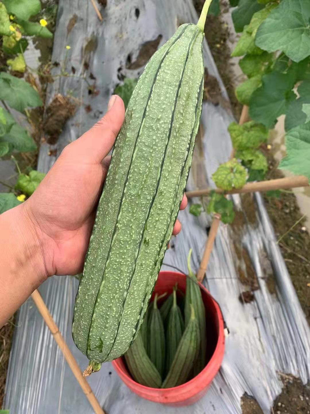丝瓜为什么有苗无芓(丝瓜为什么有的能结果有的结不了果)