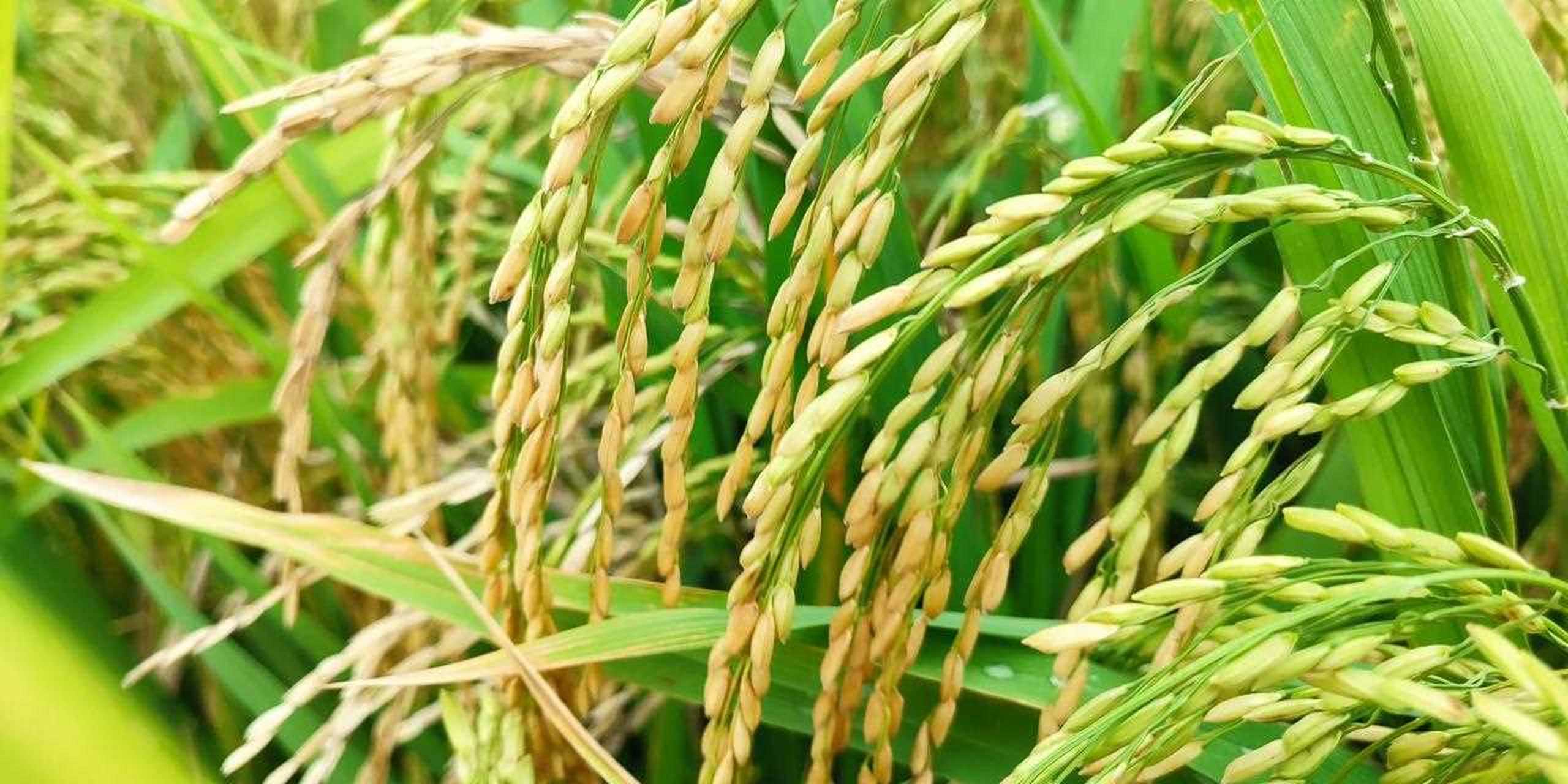 汉中市水稻种植面积(2021年陕西汉中推广水稻品种)