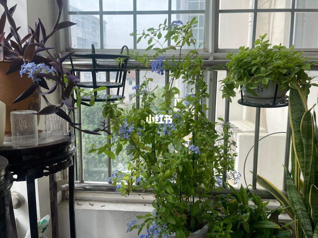 蓝雪花怎样施肥(蓝雪花怎样施肥视频)