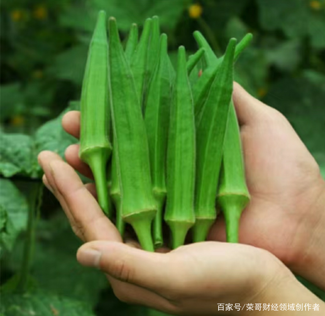 秋葵怎么样育苗合适(秋葵种子育苗方法全过程)